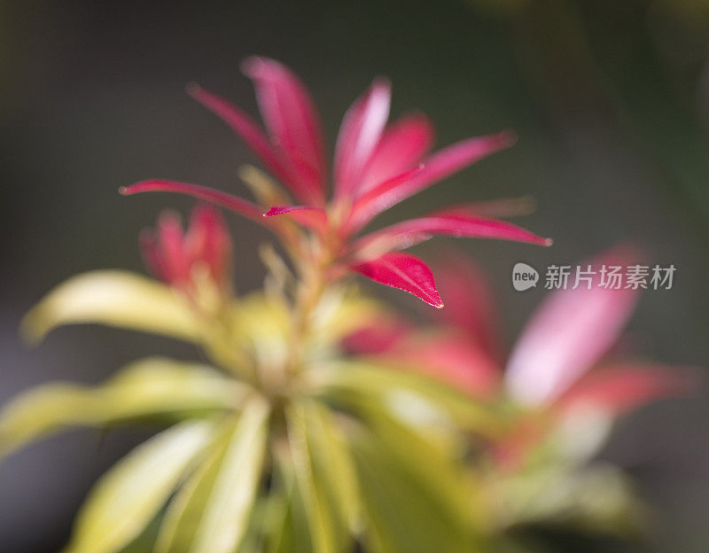 近距离观察一株pieris japonica植物的红色叶尖